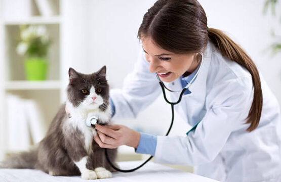 Persian cat with veterinarian doctor at vet clinic